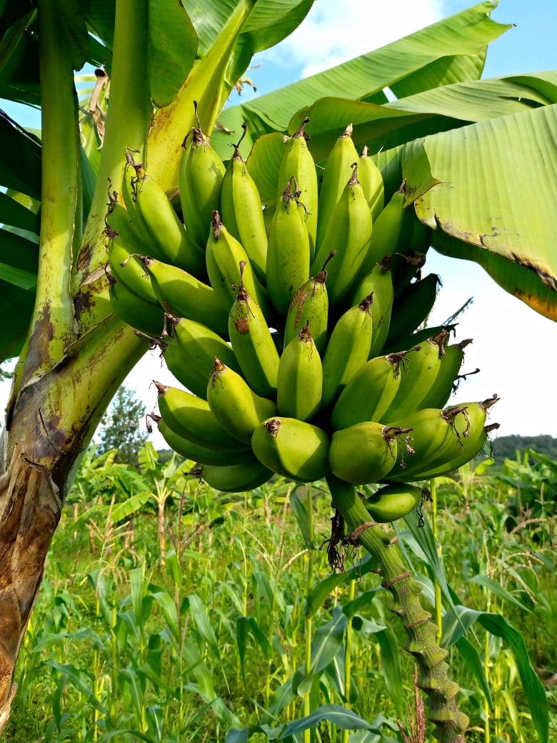 Banana plantation