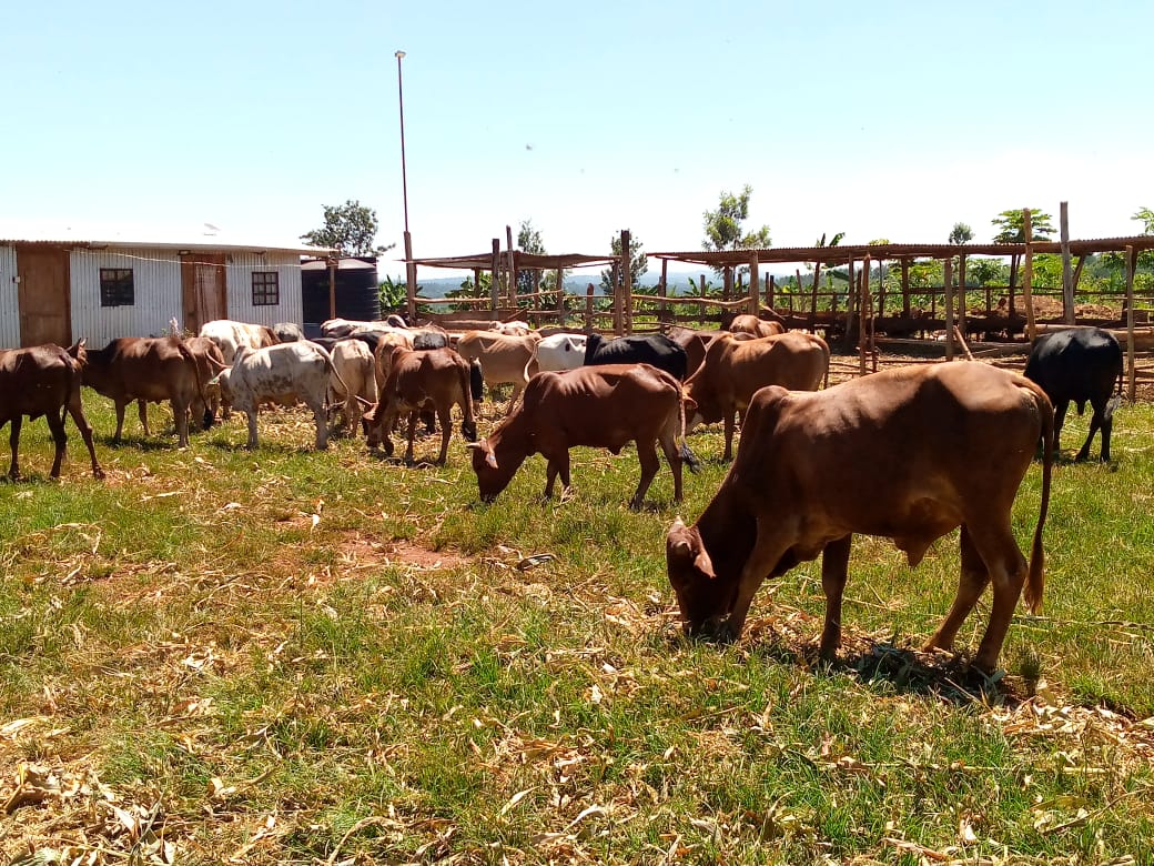 Cows grazing in modern pastures